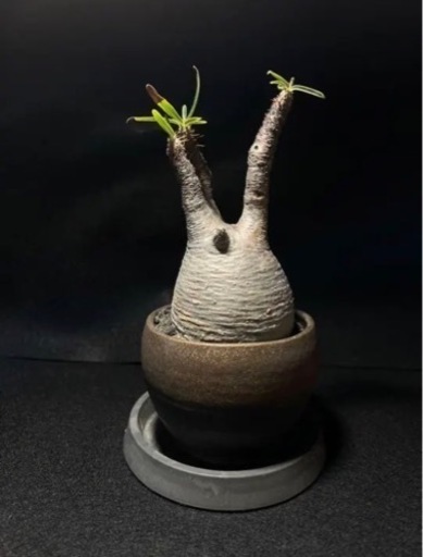 パキポディウム・グラキリス【発根済】