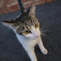 迷子猫？ 保護しています 