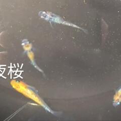 メダカ多種類います