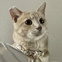 臆病なハンサムくん優しい性格です１才ぐらい