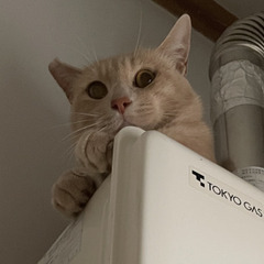 臆病なハンサムくん優しい性格です１才ぐらい - 猫