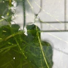 水草　の画像