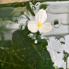 水草　の画像