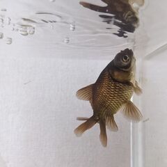 出目金 2匹 観賞魚 金魚 黒 北海道 