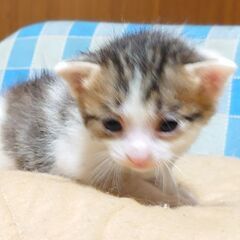 【9/12生まれのキジ白男の子②】
