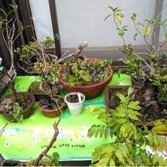 盆栽色々　手渡し限定