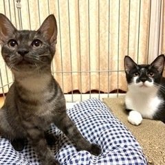 兄妹でお願いします