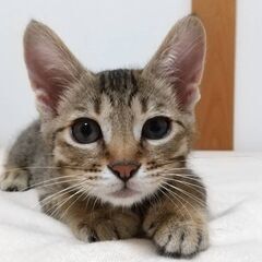 おっとりとした甘えん坊★ほたてちゃん★キジトラのオス★ - 猫