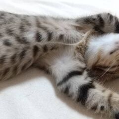 おっとりとした甘えん坊★ほたてちゃん★キジトラのオス★ − 大阪府