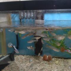 グッピー譲ります。の画像