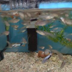 グッピー譲ります。の画像