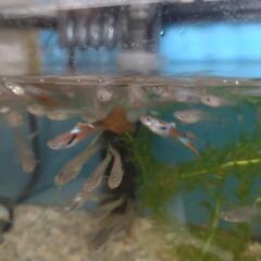 グッピー譲ります。の画像