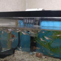 グッピー譲ります。の画像