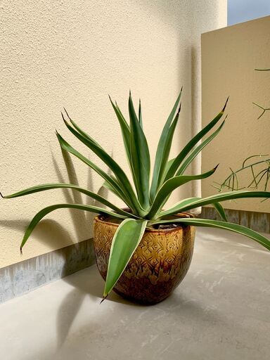 アガベ ベネズエラ agave 観葉植物
