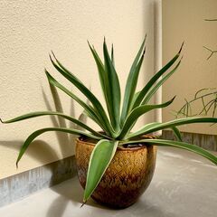 アガベ ベネズエラ agave 観葉植物の画像