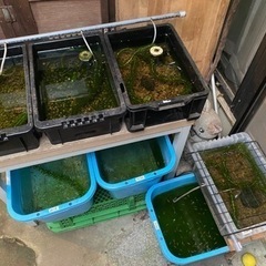 【営業再開】メダカ販売中!! 多種在庫あり!の画像