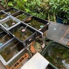 【営業再開】メダカ販売中!! 多種在庫あり!の画像