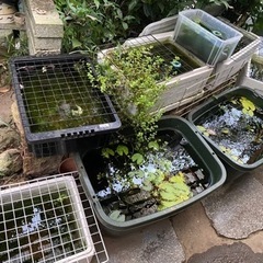 【営業再開】メダカ販売中!! 多種在庫あり!の画像