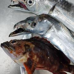お魚情報求む！