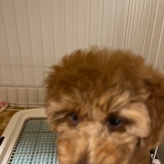 【里親をさがしています】