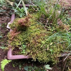 盆栽鉢の苔