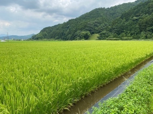 新米 令和5年元気つくし