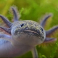ウーパールーパー　サンド