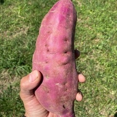 大きいサイズ！　さつまいも(紅はるか)ホクホク(^^)6kg