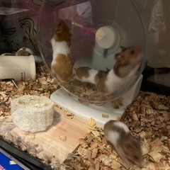 ハムスター生後一ヵ月
