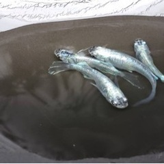 天露の糸【成魚1ペア+1匹】