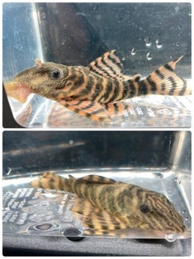 アレンカーラビリンスタイガープレコ2匹