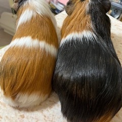 モルモット　2匹　3歳