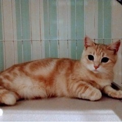 アメショの猫ちゃんの里親募集します。お見合いしますので一旦募集停止します。 - 伊勢崎市