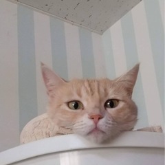 アメショの猫ちゃんの里親募集します。お見合いしますので一旦募集停...