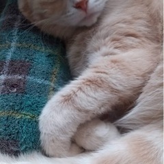 アメショの猫ちゃんの里親募集します。お見合いしますので一旦募集停止します。 - 猫