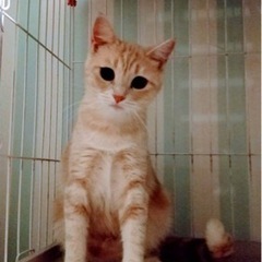 アメショの猫ちゃんの里親募集します。お見合いしますので一旦募集停止します。 − 群馬県