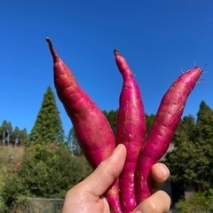 小さいサイズ　サツマイモ　紅はるか！農家直送！6kg