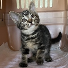 正式譲渡①④生後2ヶ月　アメショ柄　女の子