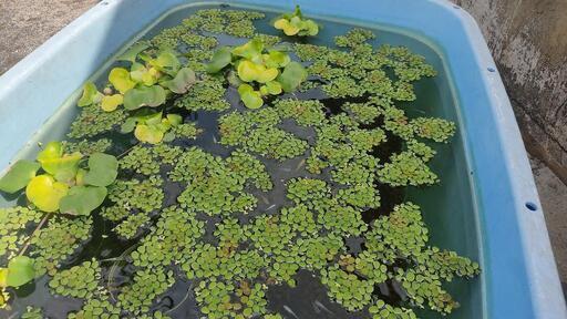 ホテイアオイ 浮草 浮草 水草 サルビニアククラータ アクアリウム