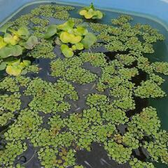 ホテイアオイ 浮草 浮草 水草 サルビニアククラータ アクアリウム