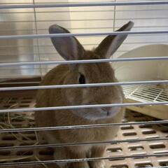 ウサギもうすぐ3歳男の子🐇