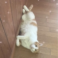 (御家族様決まりました)人懐っこい甘えん坊の男の子 - 海南市