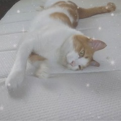 (御家族様決まりました)人懐っこい甘えん坊の男の子 - 猫