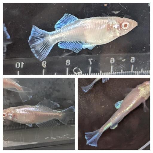 めだか若魚6尾　ヒカリ体型アルビノ『妖聖』　②