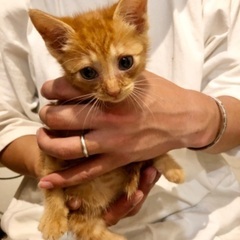 里親さんを探しています。茶トラ・オス・生後推定3ヶ月