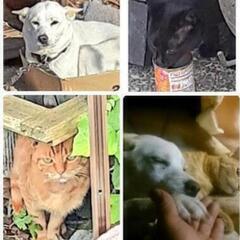 被災地に置き去りにされた動物達に！【通年】 - 手伝って/助けて