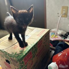 人懐っこい黒猫を保護しました、目ヤニがあります。起きてる時だけ時...