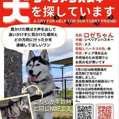 迷子犬ロゼちゃん捜索