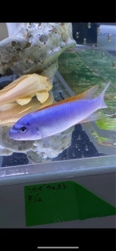 アフリカンシクリッド Labeotropheus trewavasae Red Top Thumbiドイツ産10㎝