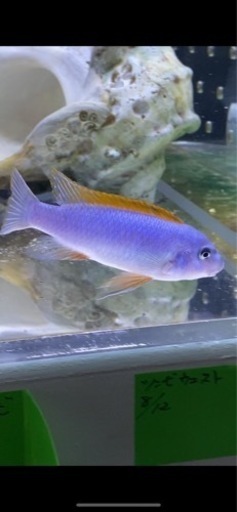 アフリカンシクリッド Labeotropheus trewavasae Red Top Thumbiドイツ産10㎝